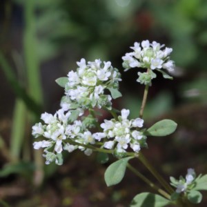 Poranthera microphylla at O'Connor, ACT - 13 Nov 2020 11:46 AM