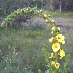 Verbascum virgatum (Green Mullein) at Point Hut to Tharwa - 14 Nov 2020 by michaelb