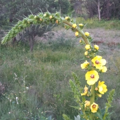 Verbascum virgatum (Green Mullein) at Tharwa, ACT - 14 Nov 2020 by MichaelBedingfield