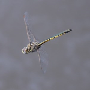 Hemicordulia tau at Fyshwick, ACT - 13 Nov 2020