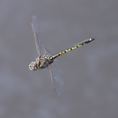 Hemicordulia tau (Tau Emerald) at Fyshwick, ACT - 13 Nov 2020 by RodDeb