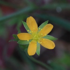 Hypericum gramineum at Acton, ACT - 13 Nov 2020