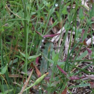 Hypericum gramineum at Acton, ACT - 13 Nov 2020