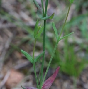 Hypericum gramineum at Acton, ACT - 13 Nov 2020