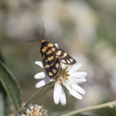 Asura lydia (Lydia Lichen Moth) at Acton, ACT - 10 Nov 2020 by AlisonMilton