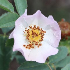 Rosa canina (Dog Rose) at O'Connor, ACT - 13 Nov 2020 by ConBoekel