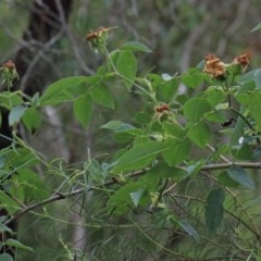 Rosa canina at O'Connor, ACT - 13 Nov 2020