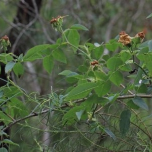 Rosa canina at O'Connor, ACT - 13 Nov 2020