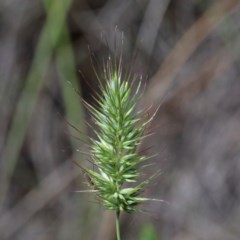 Echinopogon sp. (Hedgehog Grass) at O'Connor, ACT - 13 Nov 2020 by ConBoekel