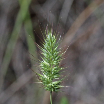 Echinopogon sp. (Hedgehog Grass) at O'Connor, ACT - 13 Nov 2020 by ConBoekel