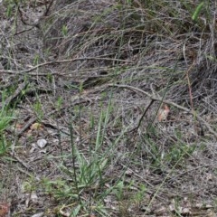 Echinopogon sp. at O'Connor, ACT - 13 Nov 2020