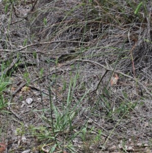 Echinopogon sp. at O'Connor, ACT - 13 Nov 2020 11:41 AM