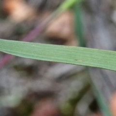 Echinopogon sp. at O'Connor, ACT - 13 Nov 2020
