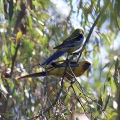 Platycercus elegans flaveolus (Yellow Rosella) at Splitters Creek, NSW - 14 Nov 2020 by KylieWaldon