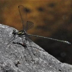 Austroargiolestes icteromelas (Common Flatwing) at Cotter Reserve - 14 Nov 2020 by JohnBundock