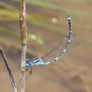 Austrolestes leda at Fyshwick, ACT - 13 Nov 2020