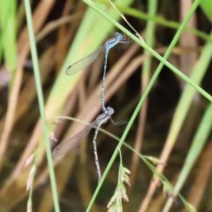 Austrolestes leda at Fyshwick, ACT - 13 Nov 2020