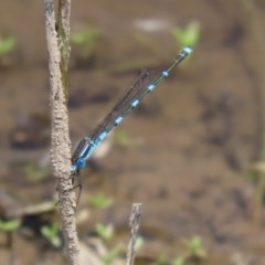 Austrolestes leda at Fyshwick, ACT - 13 Nov 2020