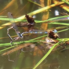 Austrolestes leda at Fyshwick, ACT - 13 Nov 2020