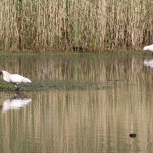 Platalea regia at Albury - 14 Nov 2020 08:00 AM