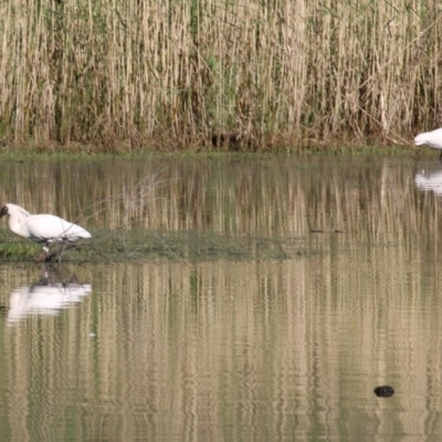 Platalea regia (Royal Spoonbill) at Albury - 14 Nov 2020 by KylieWaldon