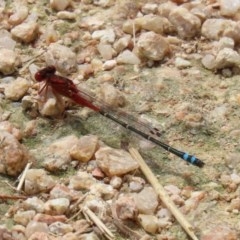 Xanthagrion erythroneurum (Red & Blue Damsel) at Jerrabomberra Wetlands - 13 Nov 2020 by RodDeb