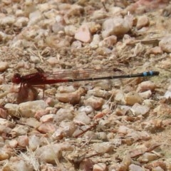 Xanthagrion erythroneurum at Fyshwick, ACT - 13 Nov 2020