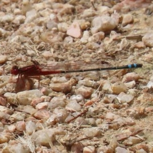 Xanthagrion erythroneurum at Fyshwick, ACT - 13 Nov 2020 02:02 PM