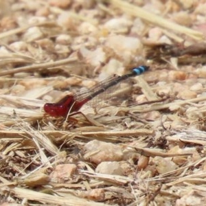 Xanthagrion erythroneurum at Fyshwick, ACT - 13 Nov 2020