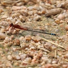 Xanthagrion erythroneurum at Fyshwick, ACT - 13 Nov 2020 02:02 PM