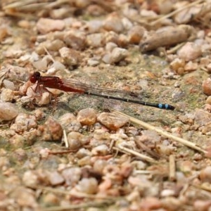 Xanthagrion erythroneurum at Fyshwick, ACT - 13 Nov 2020