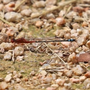 Xanthagrion erythroneurum at Fyshwick, ACT - 13 Nov 2020