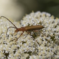 Stenoderus concolor (Longhorn Beetle) at Acton, ACT - 10 Nov 2020 by AlisonMilton