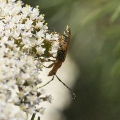 Stenoderus concolor at Acton, ACT - 10 Nov 2020