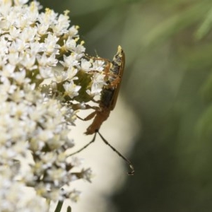 Stenoderus concolor at Acton, ACT - 10 Nov 2020