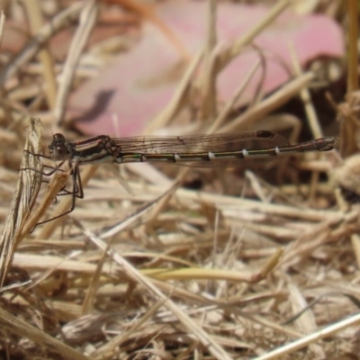 Austrolestes annulosus (Blue Ringtail) at Jerrabomberra Wetlands - 13 Nov 2020 by RodDeb