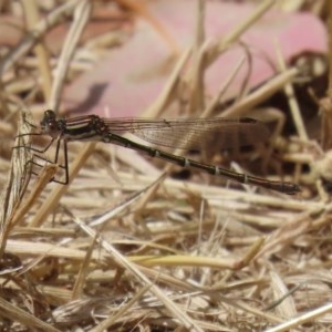 Austrolestes annulosus at Fyshwick, ACT - 13 Nov 2020 02:09 PM