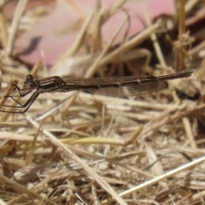 Austrolestes annulosus at Fyshwick, ACT - 13 Nov 2020 02:09 PM