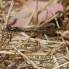 Austrolestes annulosus at Fyshwick, ACT - 13 Nov 2020 02:09 PM