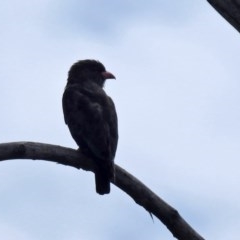 Eurystomus orientalis (Dollarbird) at Fyshwick, ACT - 13 Nov 2020 by RodDeb