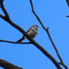 Stizoptera bichenovii (Double-barred Finch) at Fyshwick, ACT - 13 Nov 2020 by RodDeb