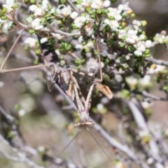 Archimantis sp. (genus) (Large Brown Mantis) at Acton, ACT - 10 Nov 2020 by AlisonMilton