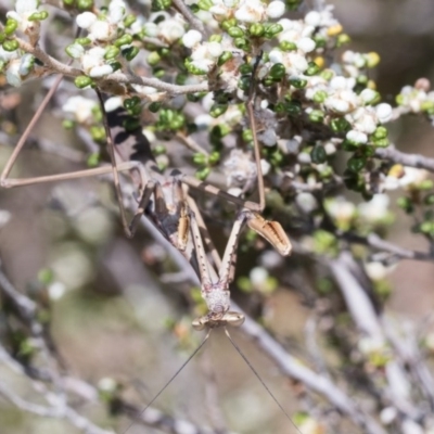 Archimantis sp. (genus) (Large Brown Mantis) at ANBG - 9 Nov 2020 by AlisonMilton