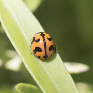 Coccinella transversalis at Acton, ACT - 10 Nov 2020