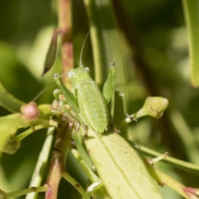 Caedicia simplex (Common Garden Katydid) at Acton, ACT - 10 Nov 2020 by AlisonMilton