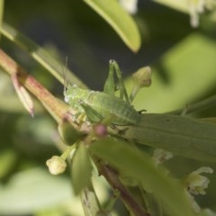 Caedicia simplex at Acton, ACT - 10 Nov 2020