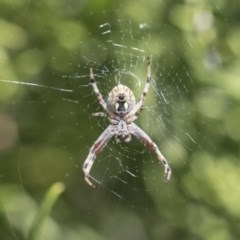 Salsa fuliginata (Sooty Orb-weaver) at Acton, ACT - 9 Nov 2020 by AlisonMilton