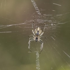 Araneinae (subfamily) (Orb weaver) at Acton, ACT - 9 Nov 2020 by AlisonMilton