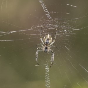 Araneinae (subfamily) at Acton, ACT - 10 Nov 2020