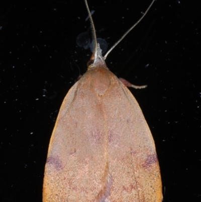 Tortricopsis uncinella (Wingia group) at Ainslie, ACT - 13 Nov 2020 by jb2602